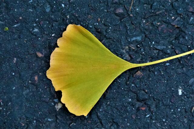 Ginkoblatt mit Goldrand