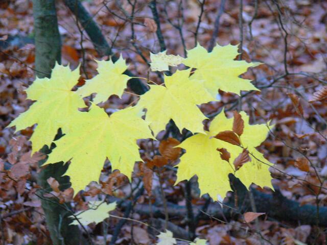 Herbstliches Ahornlaub