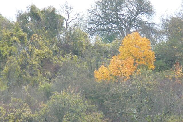 Goldschatz im Oktoberwald