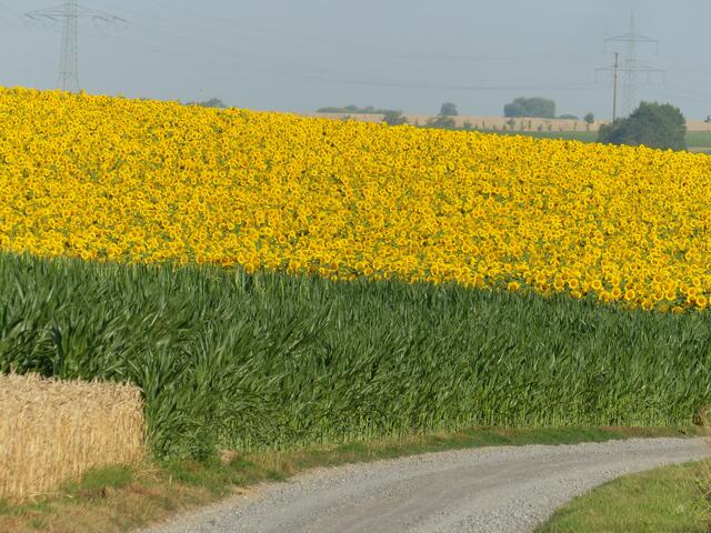 Sonnenblumenfeld