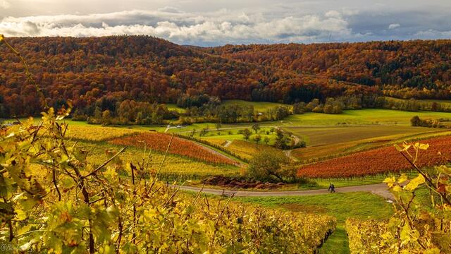 Der Weinberg oberhalb Geddelsbach - jedes Jahr wieder beeindruckend