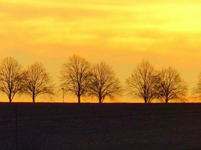 Lindenallee im vorwinterlichen Sonnenaufgang