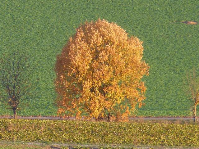Novemberlicher Herbsttraum