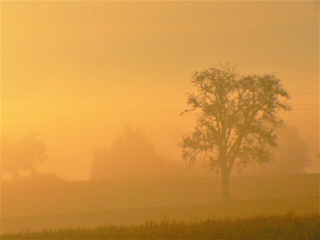 Goldener Herbstnebel