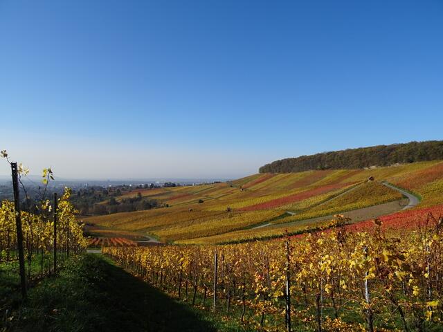Herbstliche Farbenpracht am Wartberg