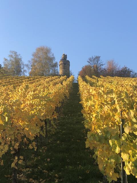 Gold am Heuchelberg