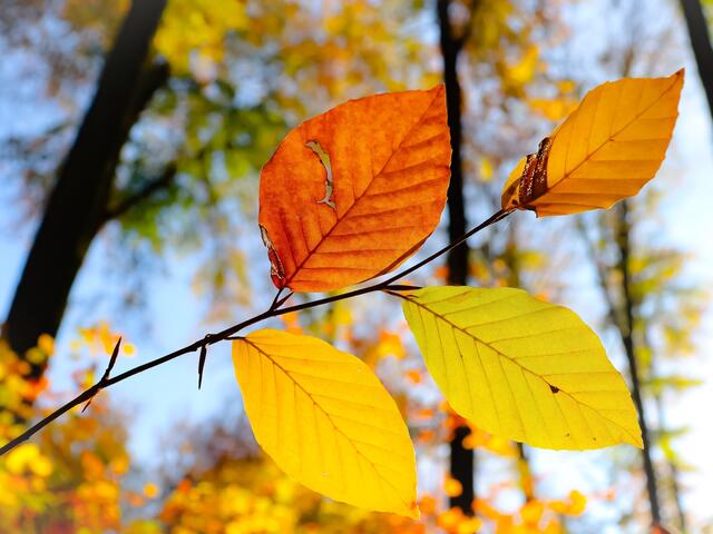 Herbstlicher Anblick