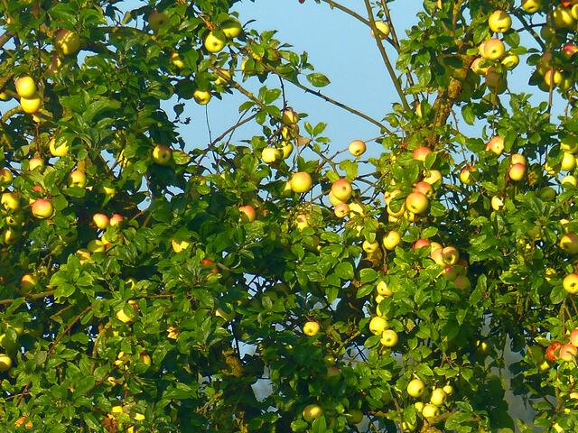 Goldene Äpfel