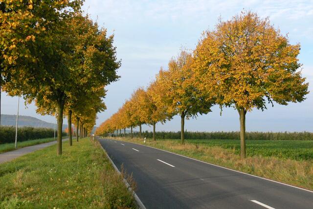 Lindenallee zwischen Gemmingen und Stebbach