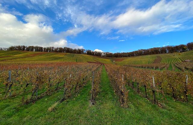 herbstliche Weinberge bei Hölzern