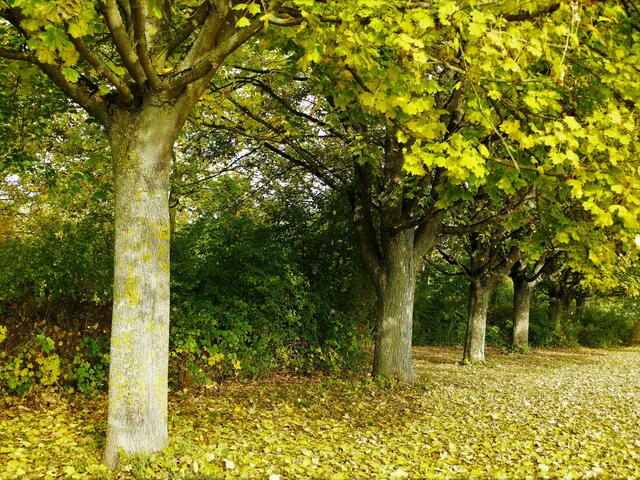 Herbst am Westfriedhof