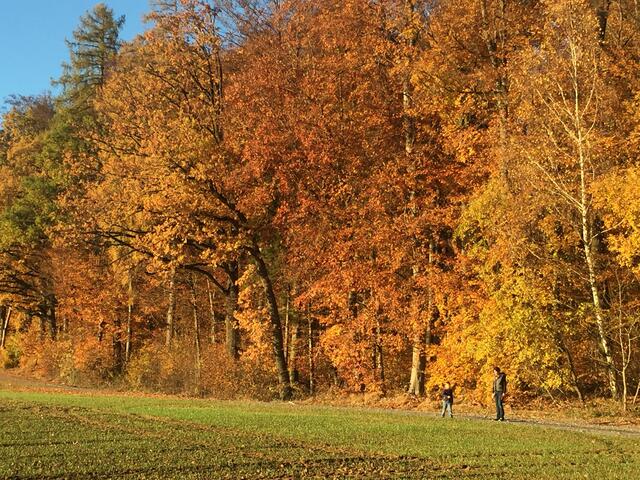 Spaziergang am leuchtenden Waldrand