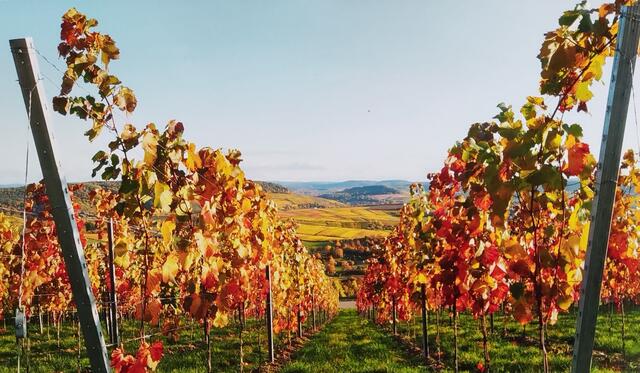 Der Herbst in den Weinbergen