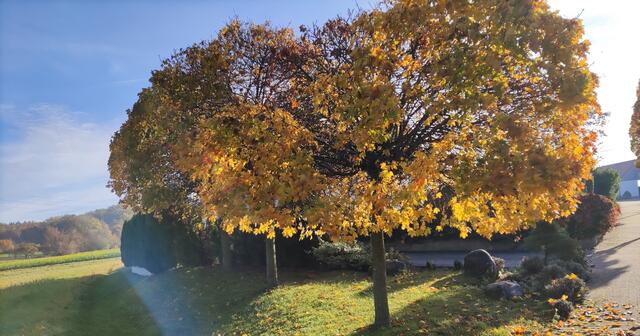 Das runde Goldene