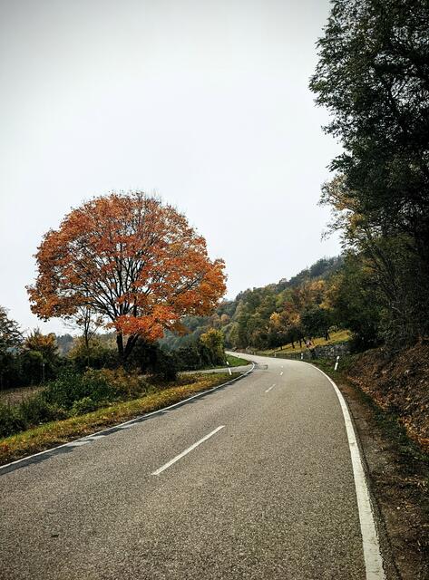 Leuchtender Baum