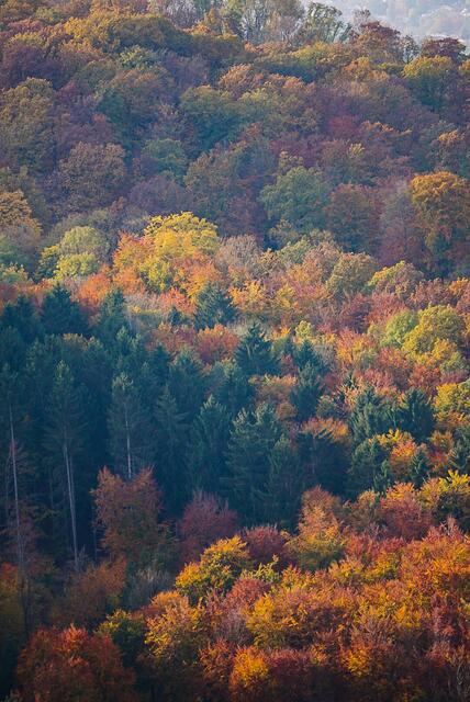 Herbstliche Stimmung in den Wäldern
