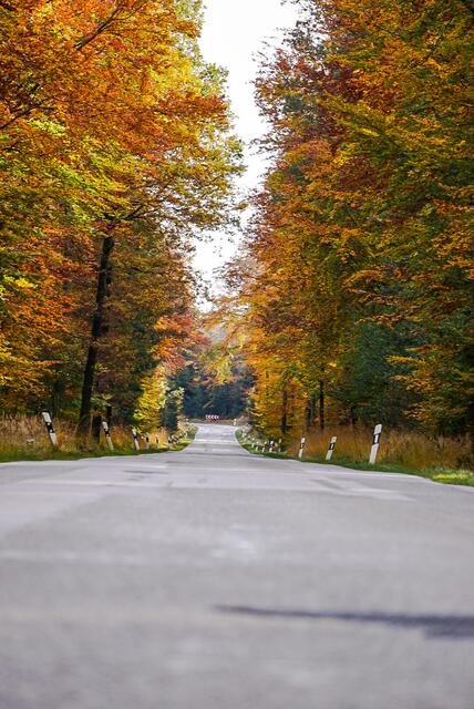 Herbststimmung im Wald