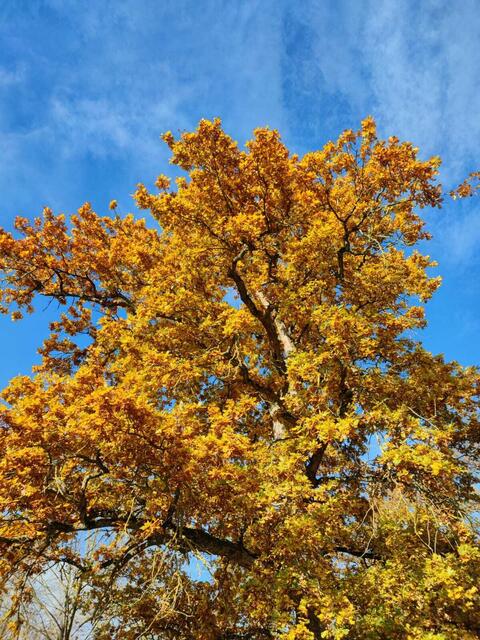 Herbstgold