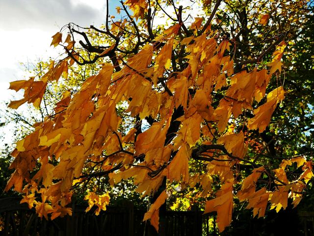Herbstwind