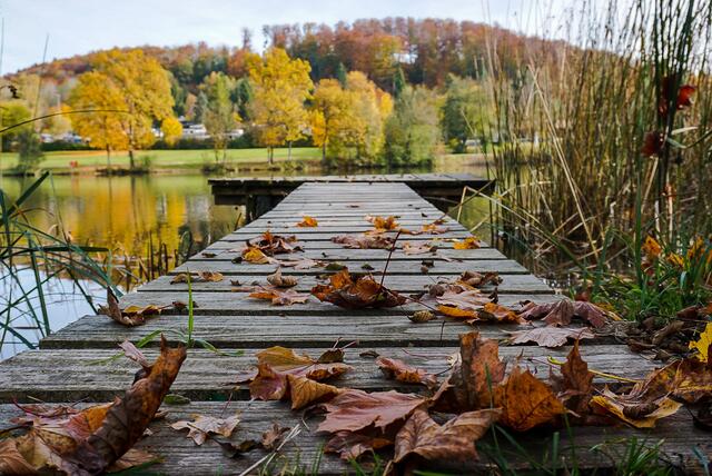 Herbst am Neumühlsee