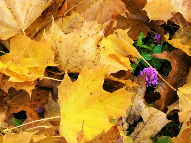 Gold mit lila Tupfer