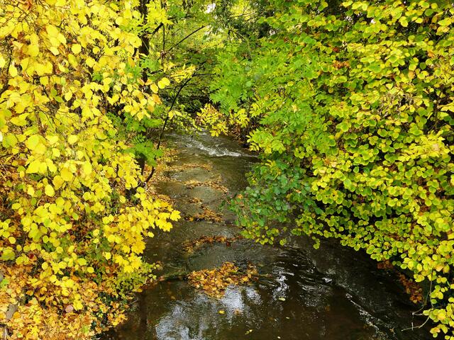 Gold im Bach