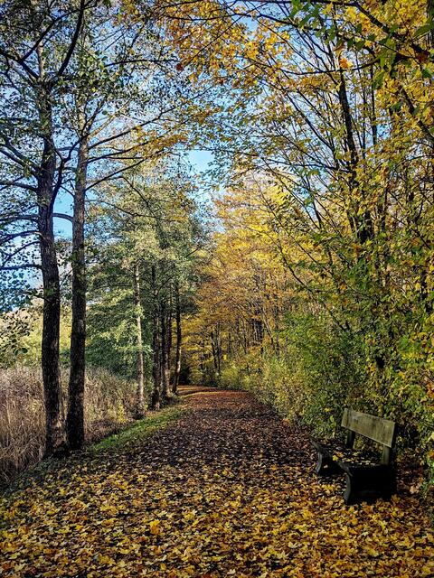 Herbstblattregen
