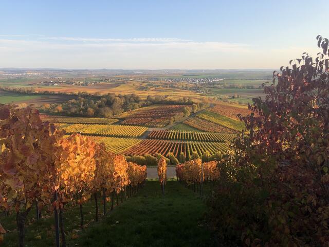 Herbst am Heuchelberg