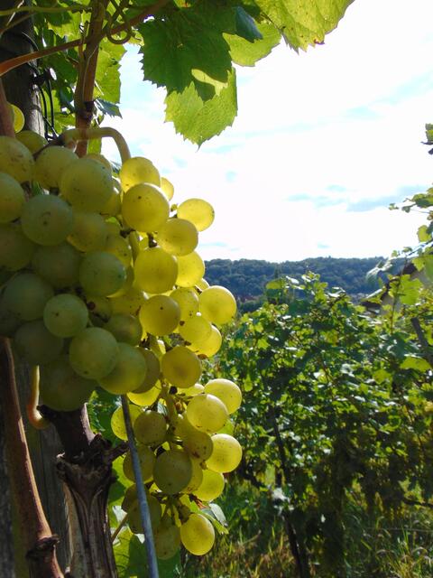 Silvanertrauben gold beschienen