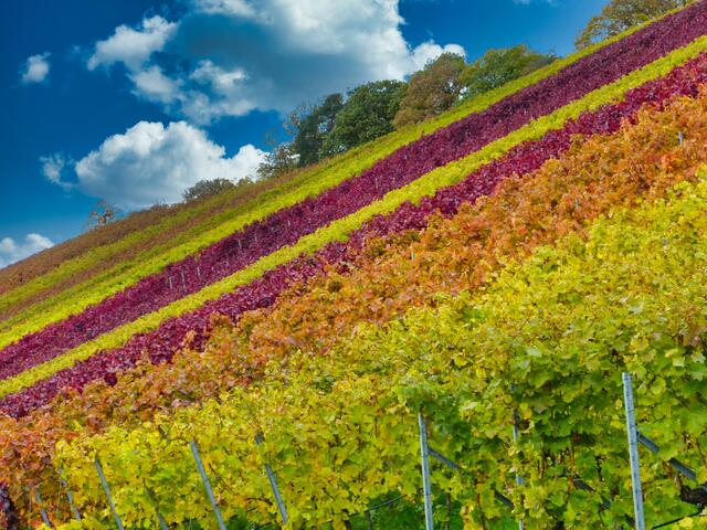 Wunderschöne Herbstfärbung der Weinberge am Heuchelberg