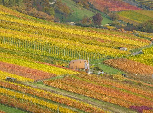 Ingelfinger Fass In den herbstlichen Weinbergen