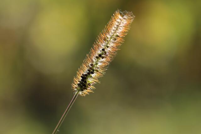 in der goldenen Abendsonne