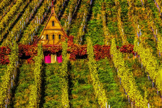 Leuchtende Weinberge in Heilbronn