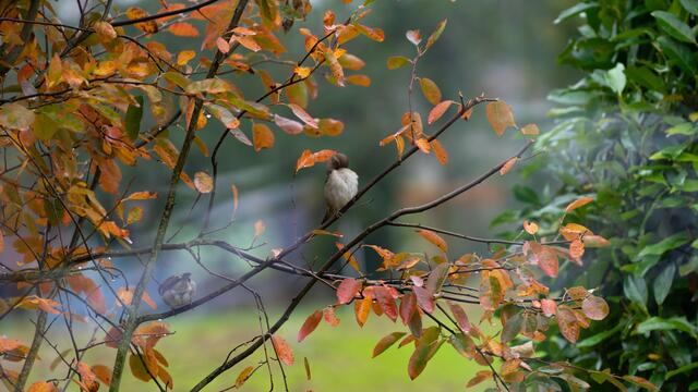 Vogel auf einem Ast