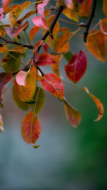 Blätter in Herbst Farben