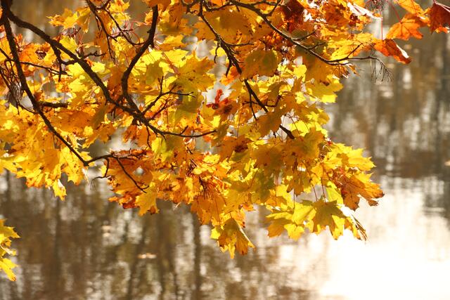 Herbstimpressionen
