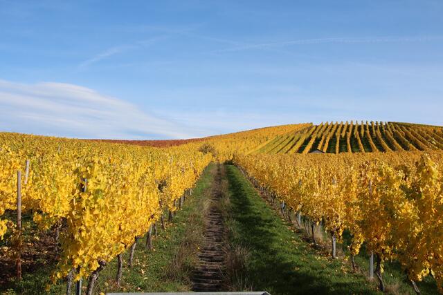 Fleiner Weinberge