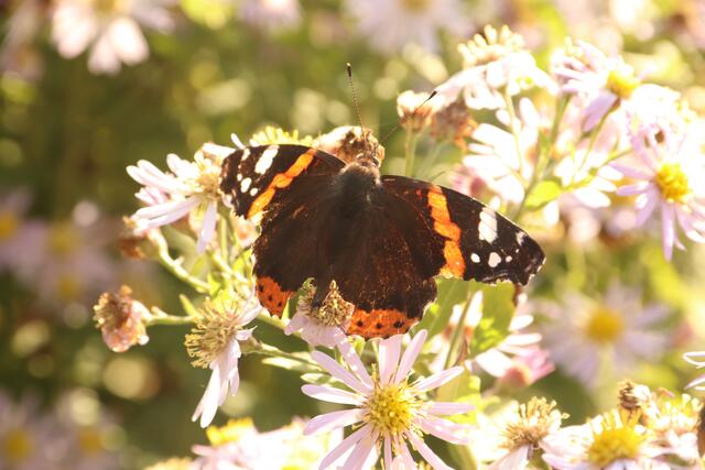 Schmetterling im Herbst