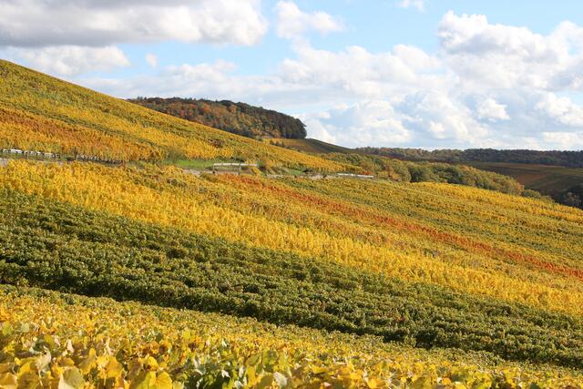 Fleiner Weinberge