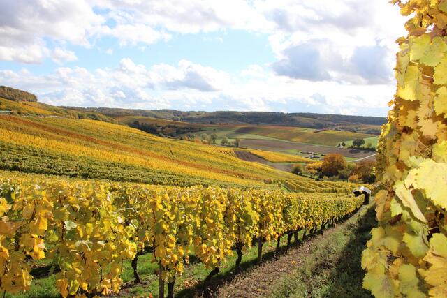 Fleiner Weinberge
