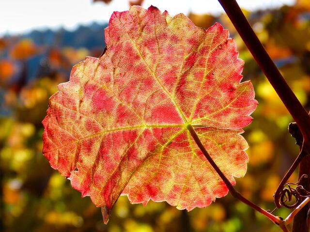 Weinblatt im Sonnenlicht