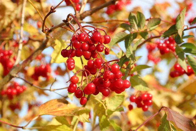 Herbstlaub