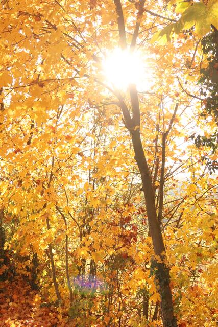Herbstsonne