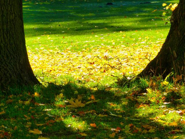 Die Blätter fallen
