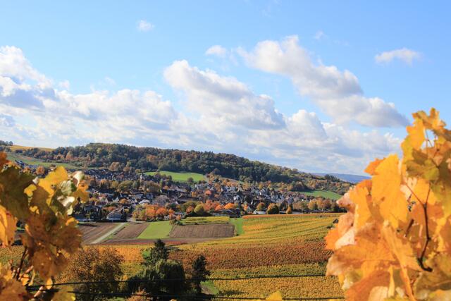 Fleiner Weinberge