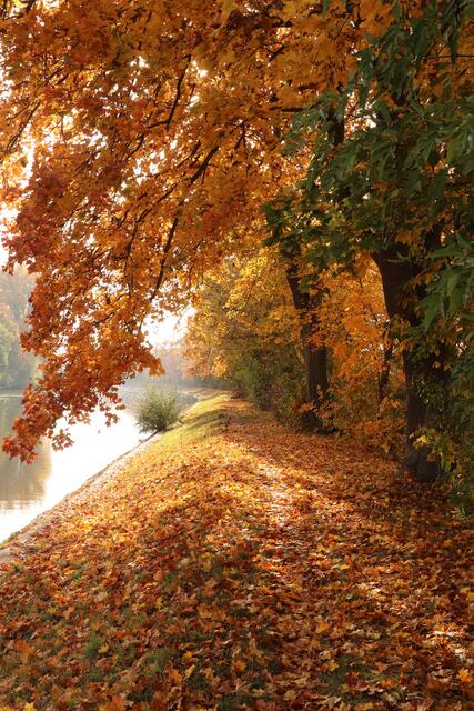 Herbststimmung am Neckar