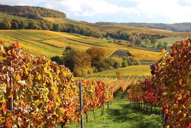 Fleiner Weinberge