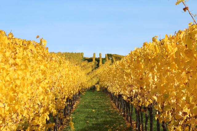 Fleiner Weinberge