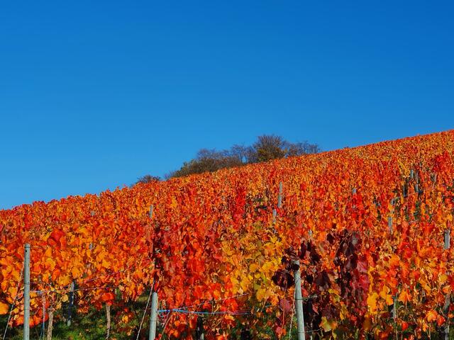 Herbstfinale