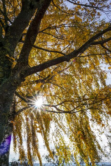 Goldener Oktober